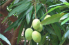 Local mango varieties to be developed by DK ZP,  under MGNREGA